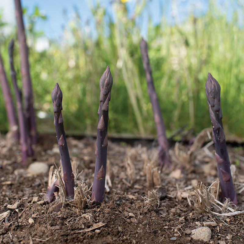 Erasmus – Purple Asparagus Crowns